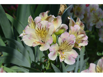 Alstroemeria