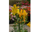 Alstroemeria aurea Lutea