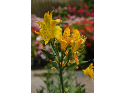 Alstroemeria aurea