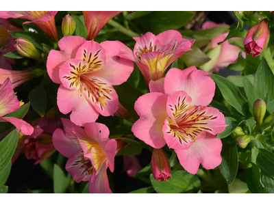 Alstroemeria