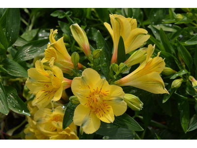 Alstroemeria