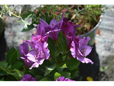 Alstroemeria