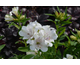 Alstroemeria Inticancha ® Magic White