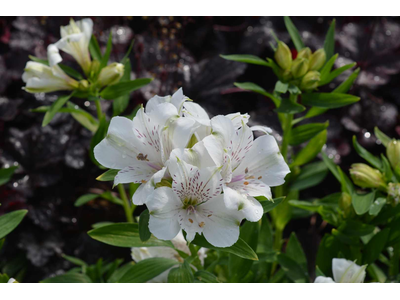 Alstroemeria