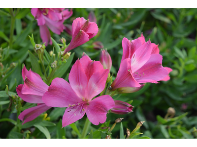 Alstroemeria