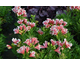 Alstroemeria