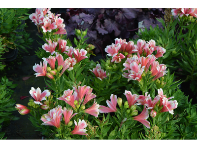 Alstroemeria