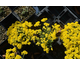 Alyssum saxatile Gold Kobold