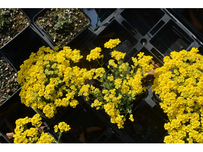 Alyssum saxatile