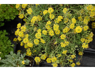 Alyssum saxatile