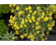 Alyssum saxatile