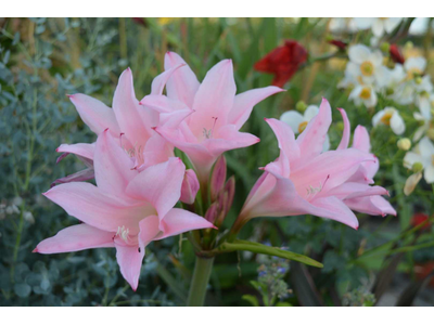 Amarcrinum howardii