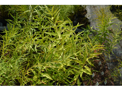 Amsonia tabernaemontana