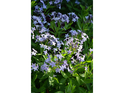 Amsonia