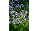 Amsonia Blue Ice