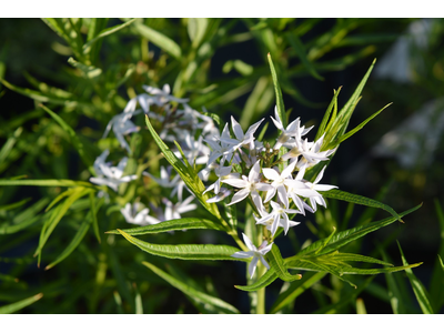 Amsonia ciliata