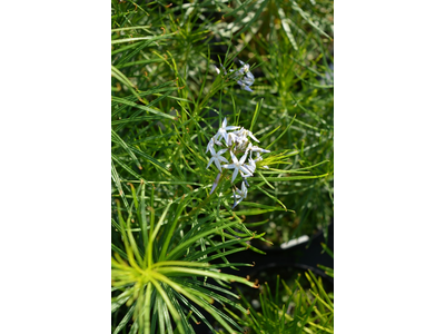 Amsonia hubrichtii