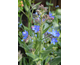 Anchusa azurea None