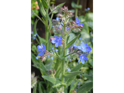 Anchusa azurea