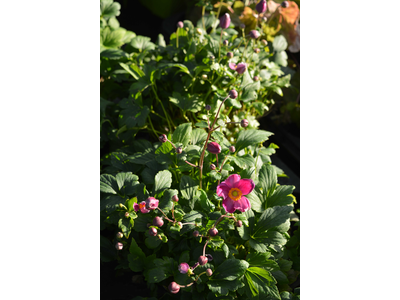 Anemone hupehensis