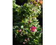 Anemone hupehensis Pretty Lady Diana ®
