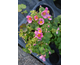 Anemone Little Summer Breeze ®