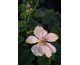 Anemone Lorelei