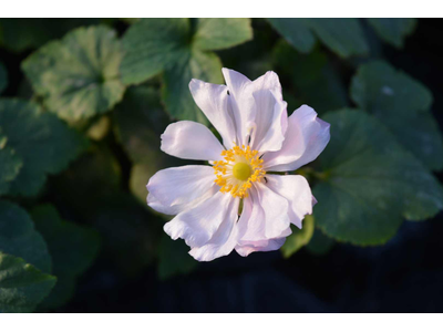 Anemone