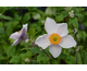 Anemone Ruffled Swan ®