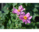 Anemone Summer Breeze ®