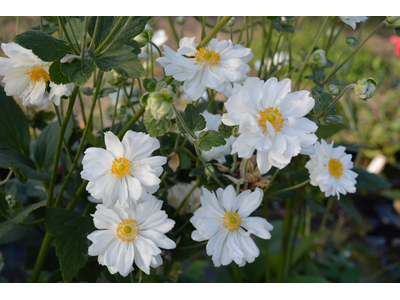 Anemone