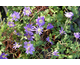 Anemone blanda 