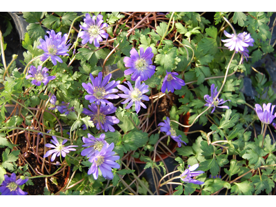 Anemone blanda