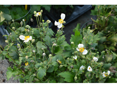 Anemone hupehensis