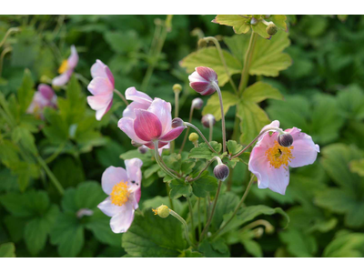 Anemone hupehensis