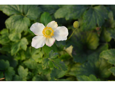 Anemone hupehensis