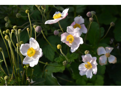 Anemone hupehensis