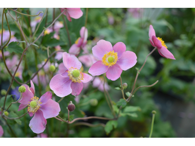 Anemone hupehensis