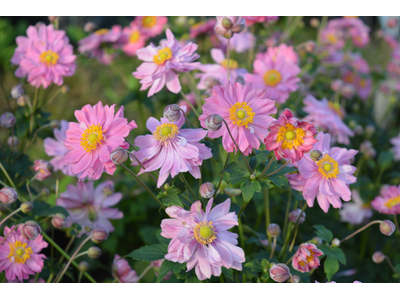 Anemone hupehensis