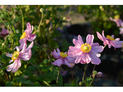 Anemone hupehensis