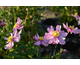 Anemone hupehensis Pretty Lady Susan ®