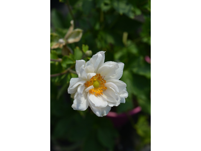 Anemone