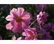 Anemone
