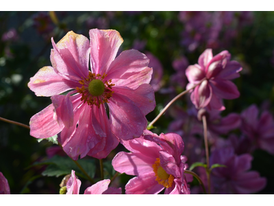 Anemone