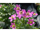 Anemone sylvestris Spring Beauty Pink ®