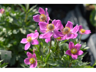 Anemone sylvestris