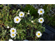Anthemis carpatica Snow Carpet (= Karpetschnee)