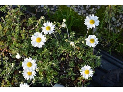 Anthemis carpatica