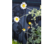 Anthemis hybrida Susanna Mitchell