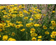 Anthemis tinctoria